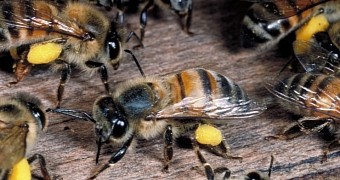 Bees attack five people in Arizona, kill a 32-year-old man