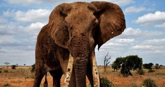 Elephant attacks tourists, puts one woman in the hospital