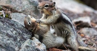 Squirrel caught on camera while trying to choke its buddy