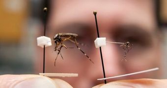Aggressive Mega Mosquitoes the Size of a Quarter Invade Florida