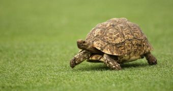 Police officer is forced to kill aggressive tortoise to defend himself
