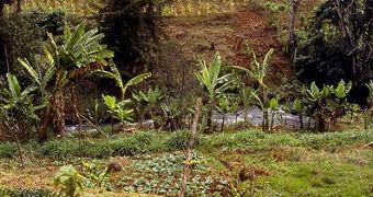 Cultivation on the slopes of Mount Kenya