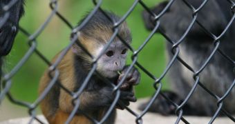 Company guilty of illegally transporting monkeys is fined by the US Department of Agriculture