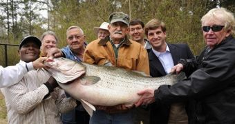 Angler reels in 70 lb (31 kg) striped bass in Alabama