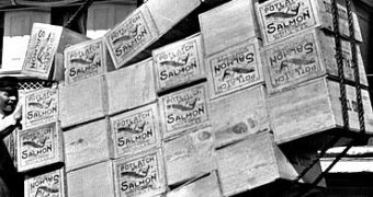 Boxes of salmon on a hoist in Petersburg, Alaska packed in 1915