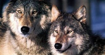 The US Fish and Wildlife Service is considering protecting Alaskan wolves under the Endangered Species Act