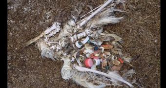 Albatross chicks found dead on Midway, after being stuffed with plastic.