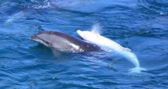 Sea Shepherd's Captain Paul Watson criticizes the dolphin hunt underway in Japan