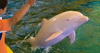 Albino dolphin changes color when emotional