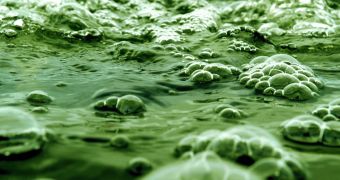 Researchers figure out way to turn algae into oil in just 60 minutes