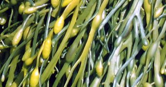 Algae-produced feed and fuel could someday replace what is now exclusively obtained from petroleum-derived products