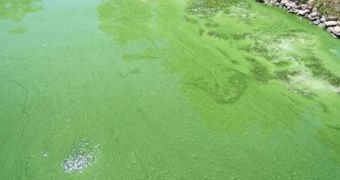 An algal bloom of blue-green algae