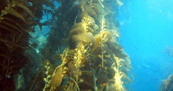 Submarine forests of kelp, a large brown alga (Macrocystis)