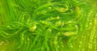 Algae may be the fuel of the future