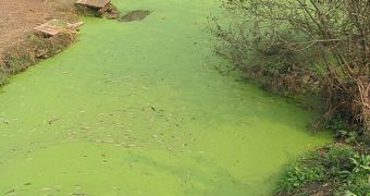 Massive algal bloom in a small body of water