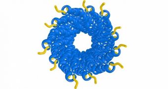 3D model of a PH75 inovirus major coat protein