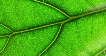 Veins may have the ultimate influence on the final shape of a leaf, a new study suggests