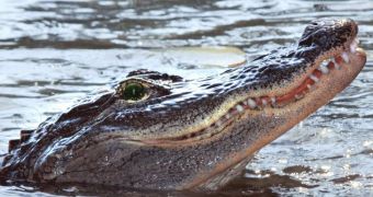Alligator Bites Off the Arm of an Elderly Woman in Florida