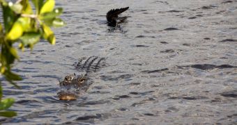 Florida's Shark River: home to many alligators, key parts of the aquatic ecosystem