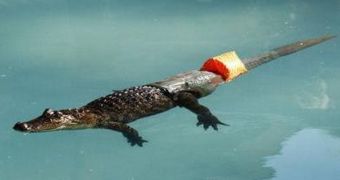 Alligator gets prosthetic tail 8 years after losing his original one in a fight