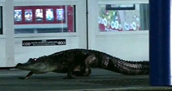A six-foot (1.8-m) gator is spotted at Walmart