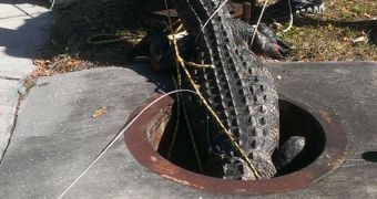 Alligator stuck in a storm drain needs help getting out