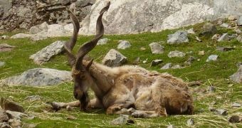 Endangered goat species might escape extinction