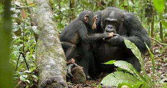 Alpha Male Freddy Adopts Baby Chimpanzee Named Oscar