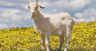 Genetically engineered goats yield milk similar to the human variety