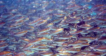 Fish contain large amounts of vitamin D