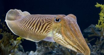 Cuttlefish use hypnosis to catch their prey