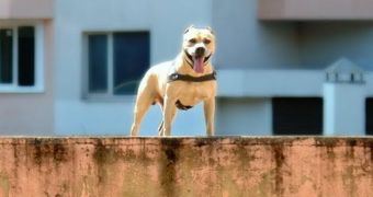 Amazing dog is a parkour master