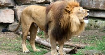 Amazing Facts About Lions [Video]