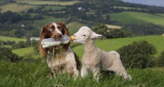 Picture shows a sheepdog looking after an orphaned lamb