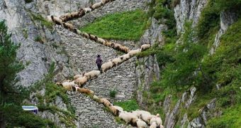 Amazing picture shows sheep going up the mountain in Switzerland (click to view full image)