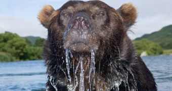 Photographer gets in the water with bears to take the perfect picture