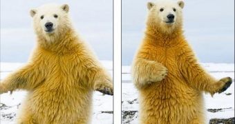 Polar bear acts like a disco dancer