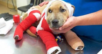Puppy dragged by a truck is feeling better
