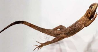 An African Agama lizard swings its tail upward to prevent pitching forward after a slip during take-off