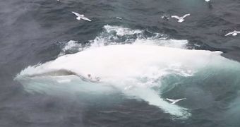 Amazing White Whale Spotted Swimming Wild in Norwegian Waters