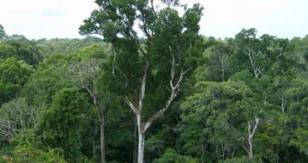 Amazonian forests capture and store more carbon dioxide than they release, a new study confirms
