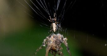 Spider builds bigger replicas of itself to confuse predators