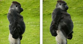 Gorilla that walks like a human turns 24 this April 14
