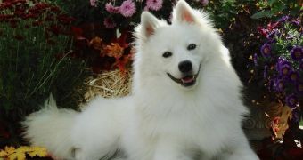 Researchers claim American dogs have Asian roots