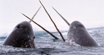 American pair faces 20 years in prison for narwhal tusks smuggling