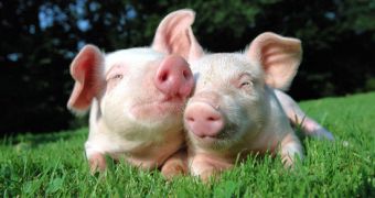Police officers investigate domestic violence complaint, find amorous pig and five mistresses are responsible for the disturbance