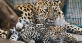 Leopard cub at Prague Zoo caught on camera while hanging out with its mom