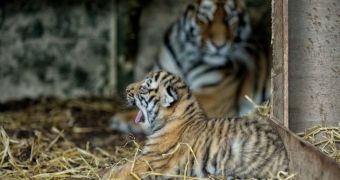 One-month-old tiger cubs are thriving, will soon meet their dad