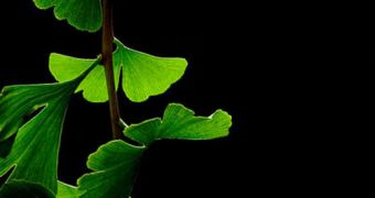 Ginkgo Biloba is oftentimes used in drinks and foods to provide consumers with a natural dose of energy