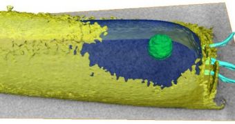 This is a 3D model of M. hungatei, with granule (green)
